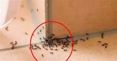 家裡突然出現大量螞蟻